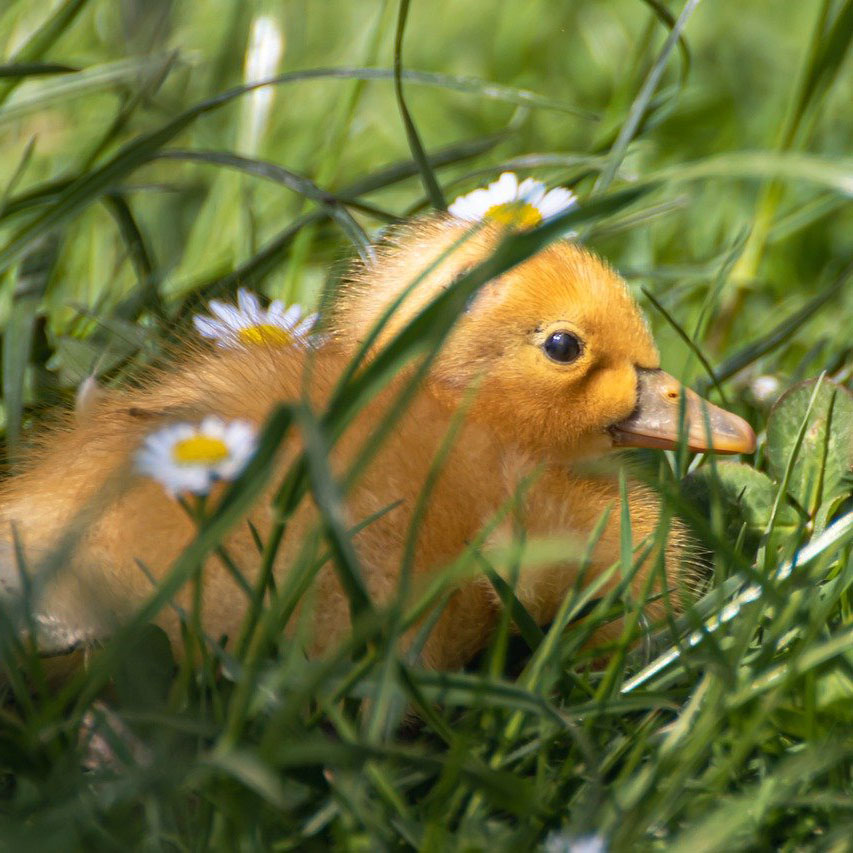 Duckling Delivery at Quinta Viewpoint Allotments